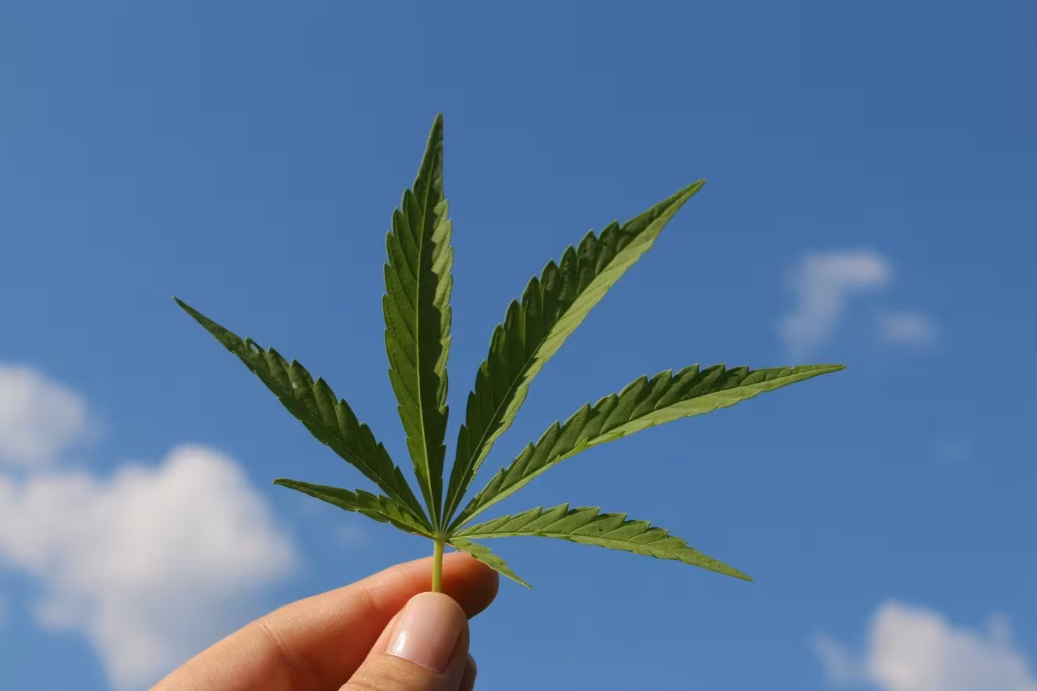 Los adolescentes de Balears entre quienes prueban antes el cannabis