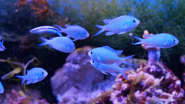 Menorca se suma a la jornada "Observadores del Mar"