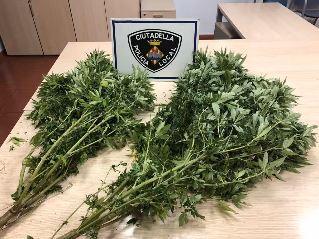 Roba dos plantas de marihuana e intenta escapar por las azoteas de Ciutadella