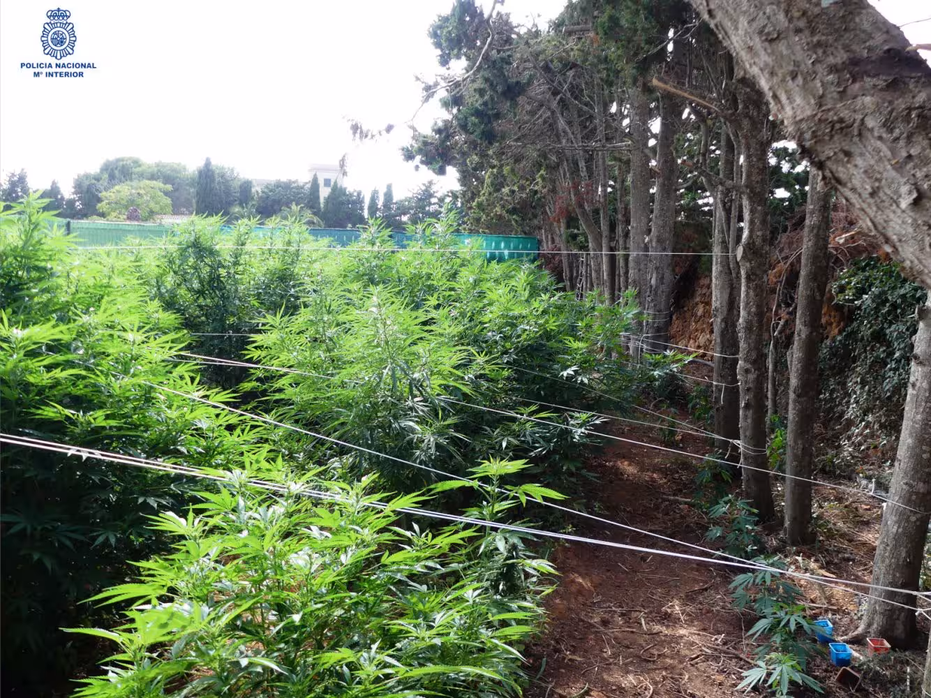 La Policía incauta 102 plantas de marihuana en Ciutadella
