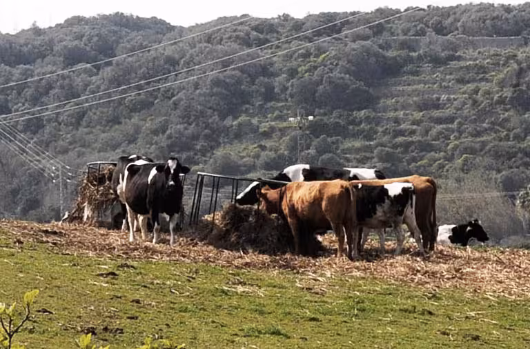 El Consell se reúne con el campo por los excedentes lácteos