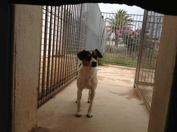 Nuevo contrato para las protectoras