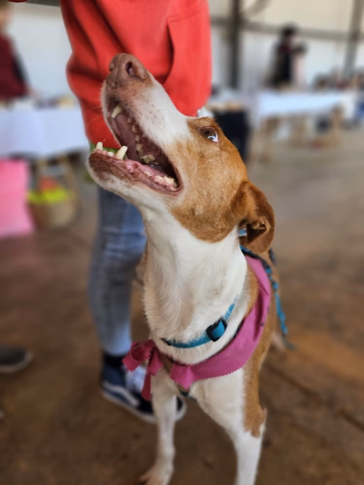 (Fotos) La gran fiesta del podenco