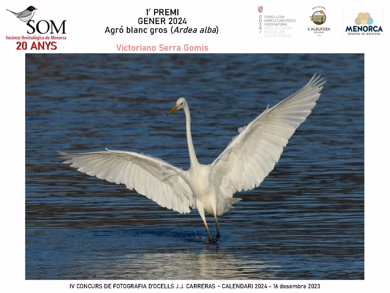 Las mejores fotos de aves de Menorca en el calendario de SOM