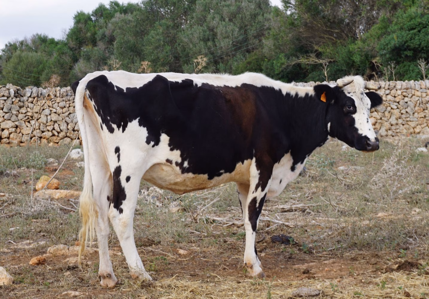 El Govern y la Cooperativa del Camp llegan a un acuerdo para ayudar a las ocho fincas de La Payesa
