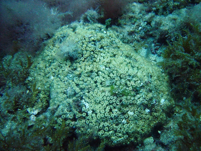 Nueva oportunidad para que Es Castell tenga su conexión de Cala Corb con el muelle del hospital