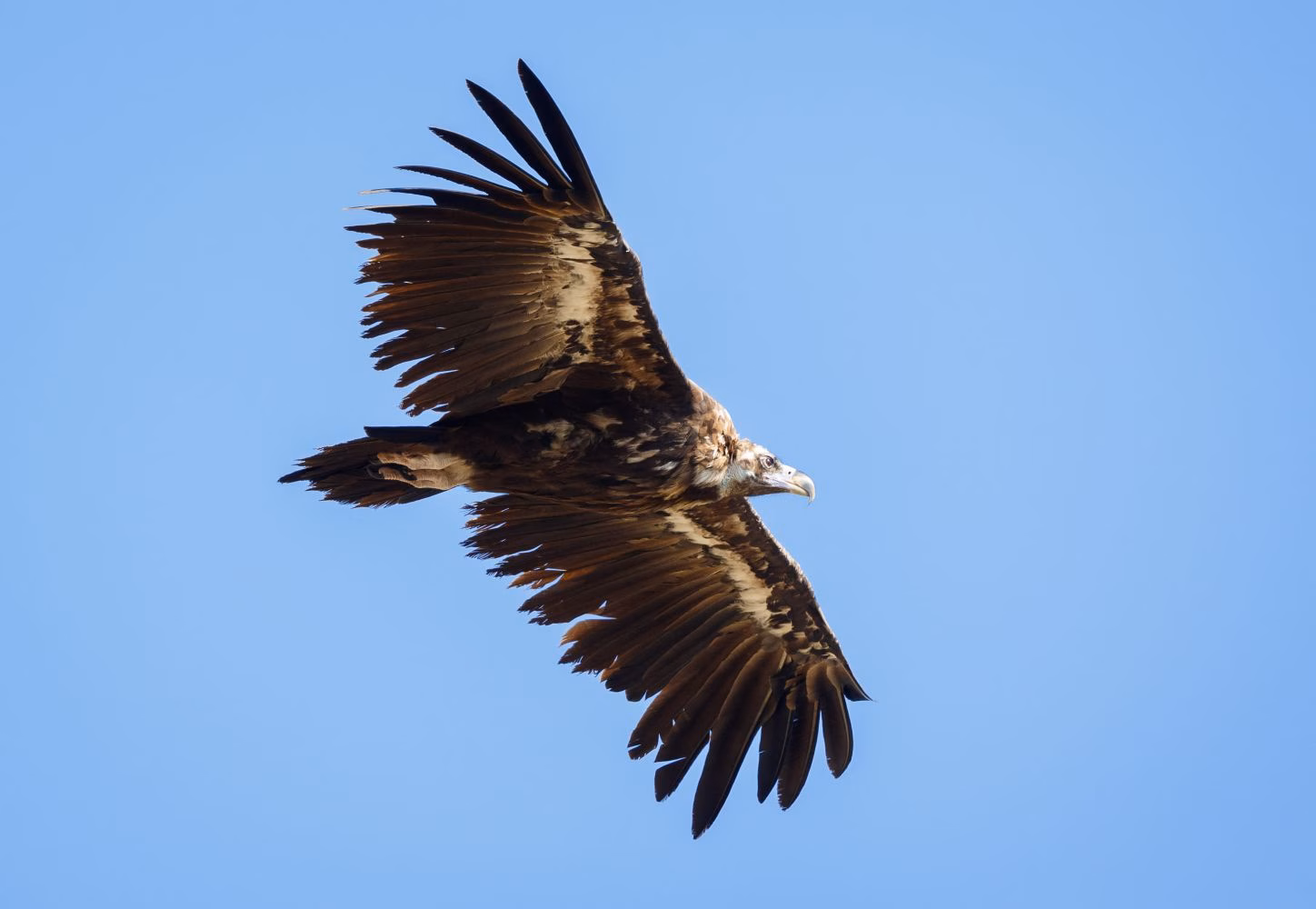 Avance en la preservación de rapaces en Menorca: crece el número de águilas pescadoras y alimoches