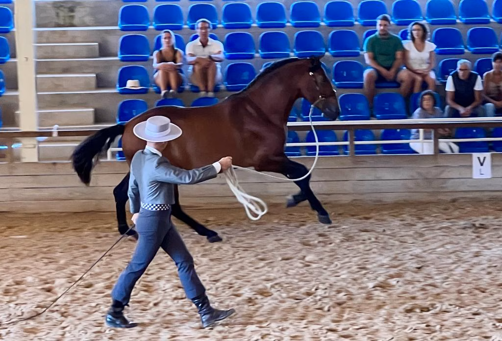 (Fotos) Son Martorellet exhibe los mejores caballos baleares de raza española