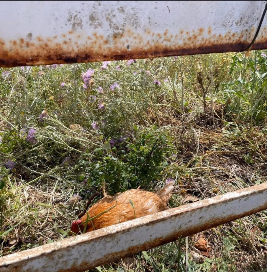 Abandonan a su suerte a una quincena de gallinas cerca del Camí de ses Capelletes
