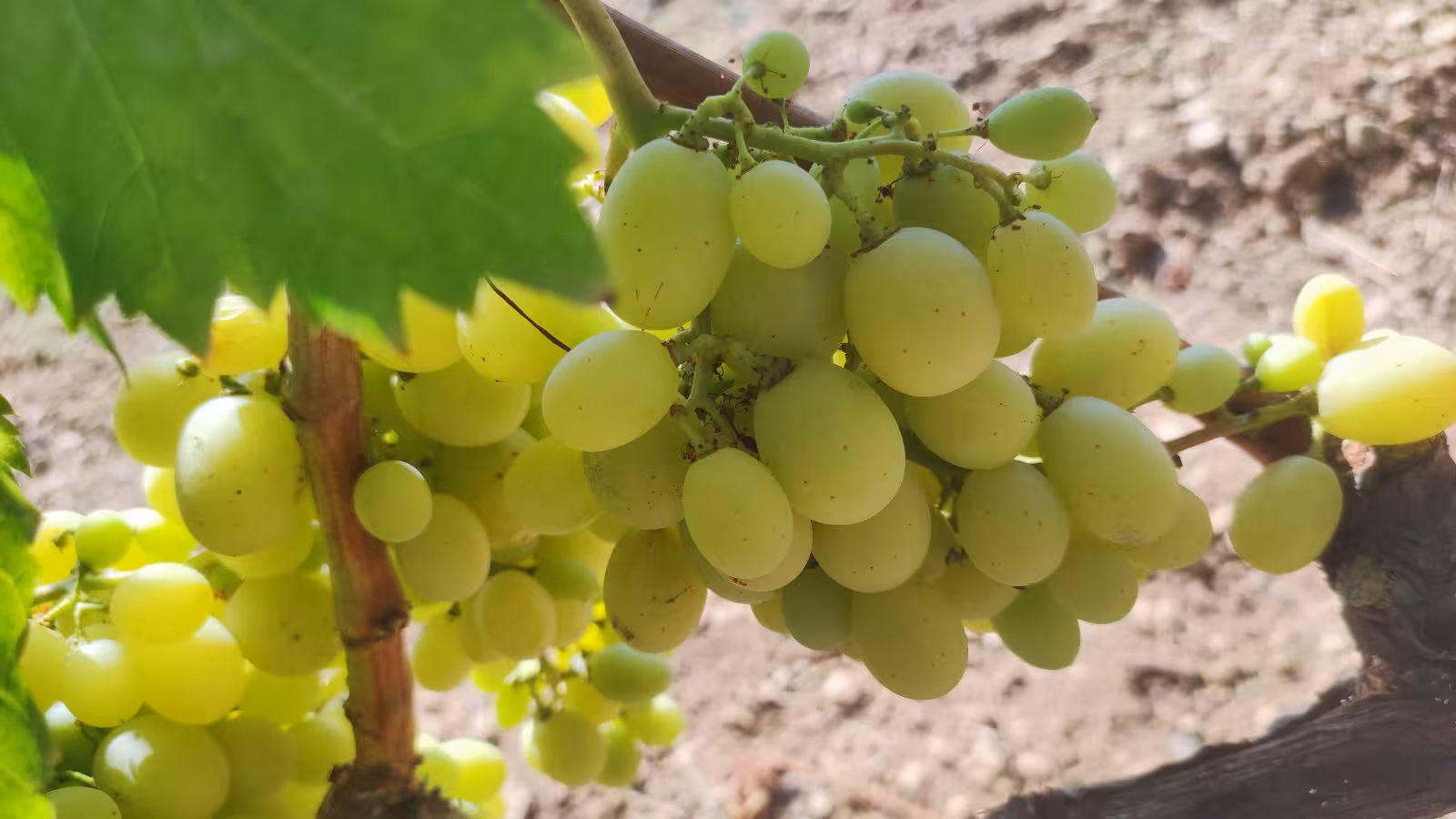 Aumentan las extensiones de viña en Menorca. (Foto: CAIB)