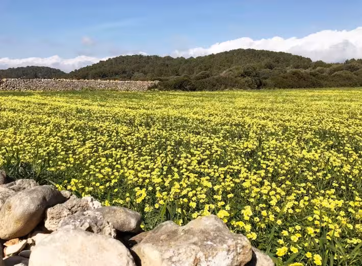 Vuelve el buen tiempo primaveral.