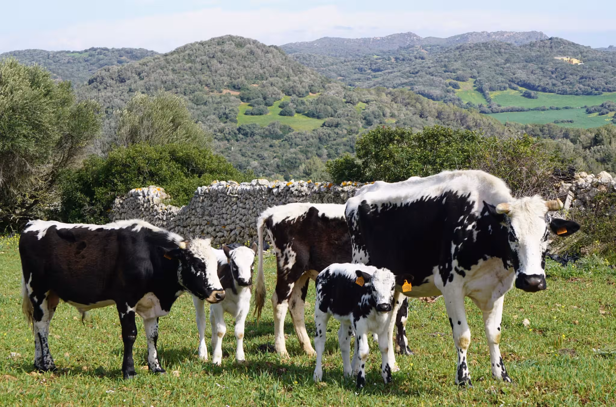 Ejemplares de la vaca reina.
