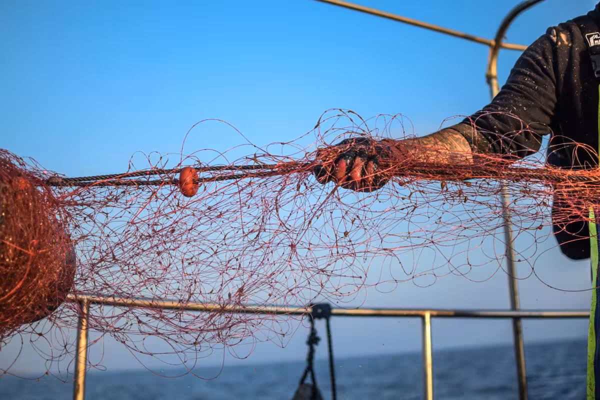 Imagen del artículo: El Consell abre 21 expedientes sancionadores por infracciones pesqueras en Menorca