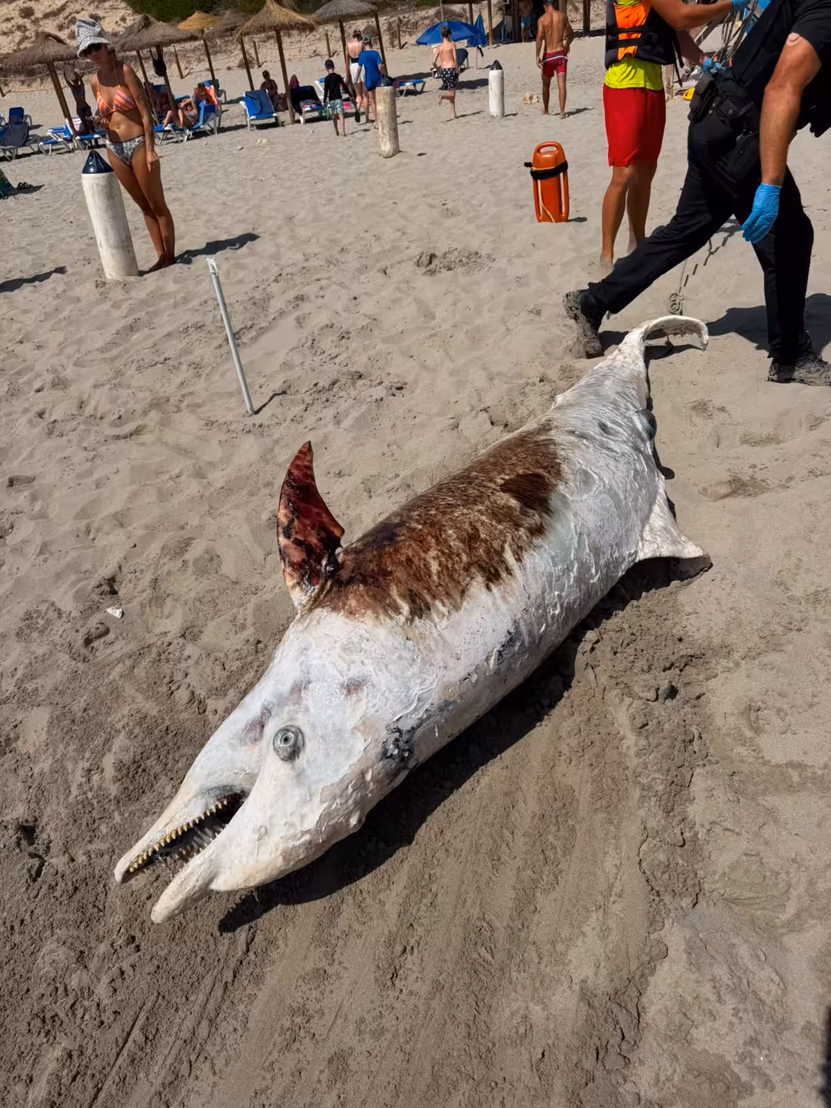Imágenes del delfín muerto. Fotos: Aj Es Migjorn