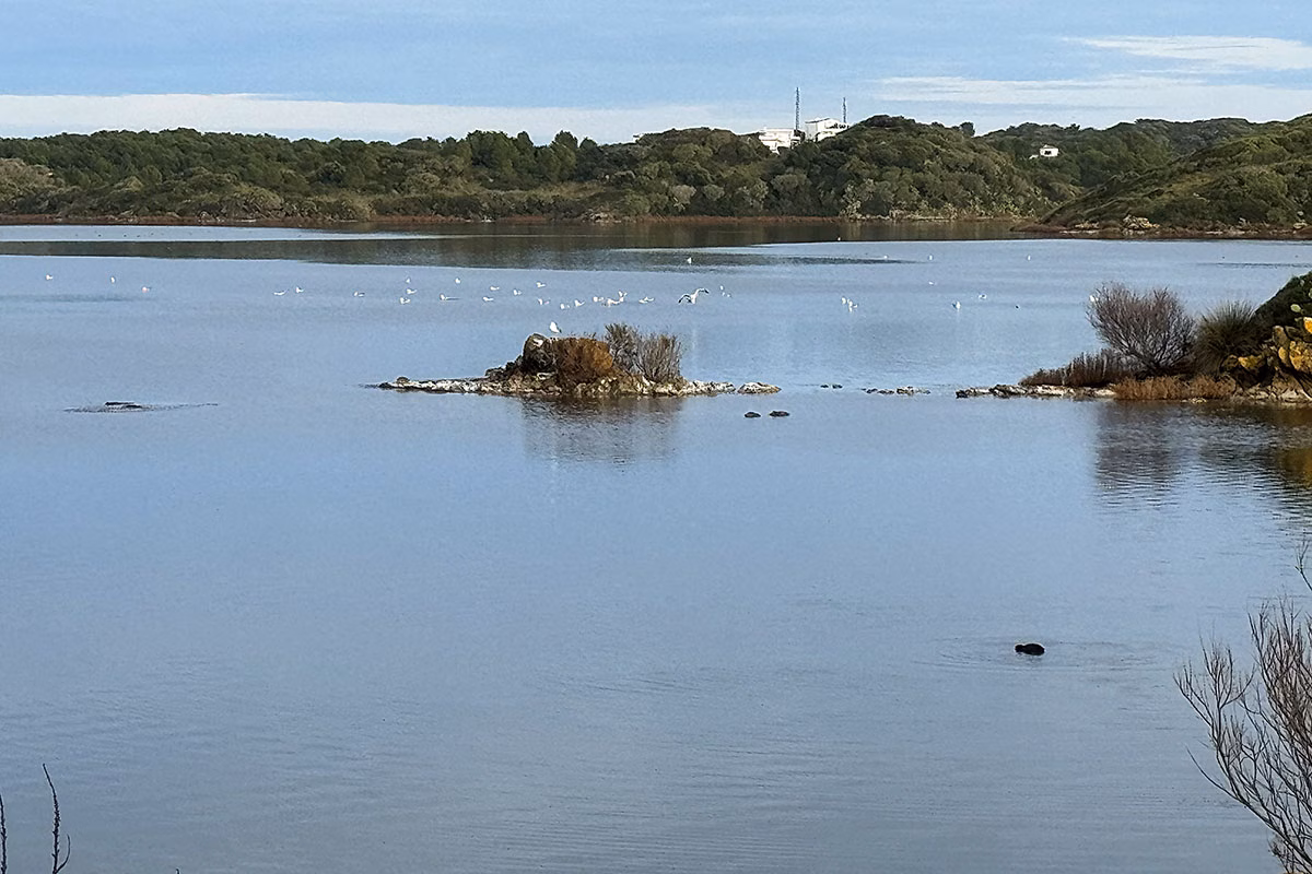 s'Albufera des Grau.