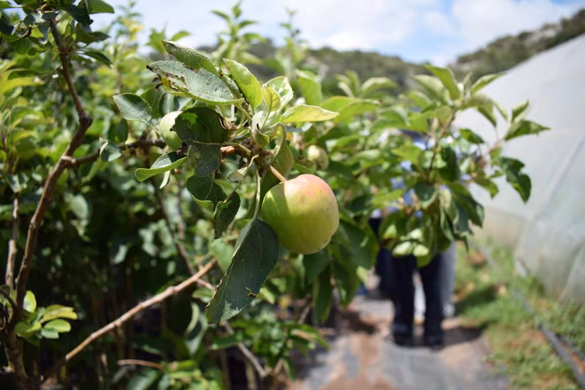 (Foto: Consell Insular de Menorca)