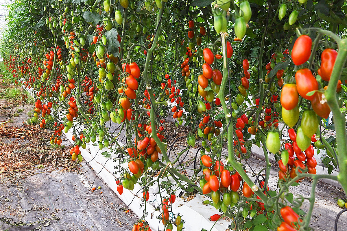 Tomate cherri de Menorca