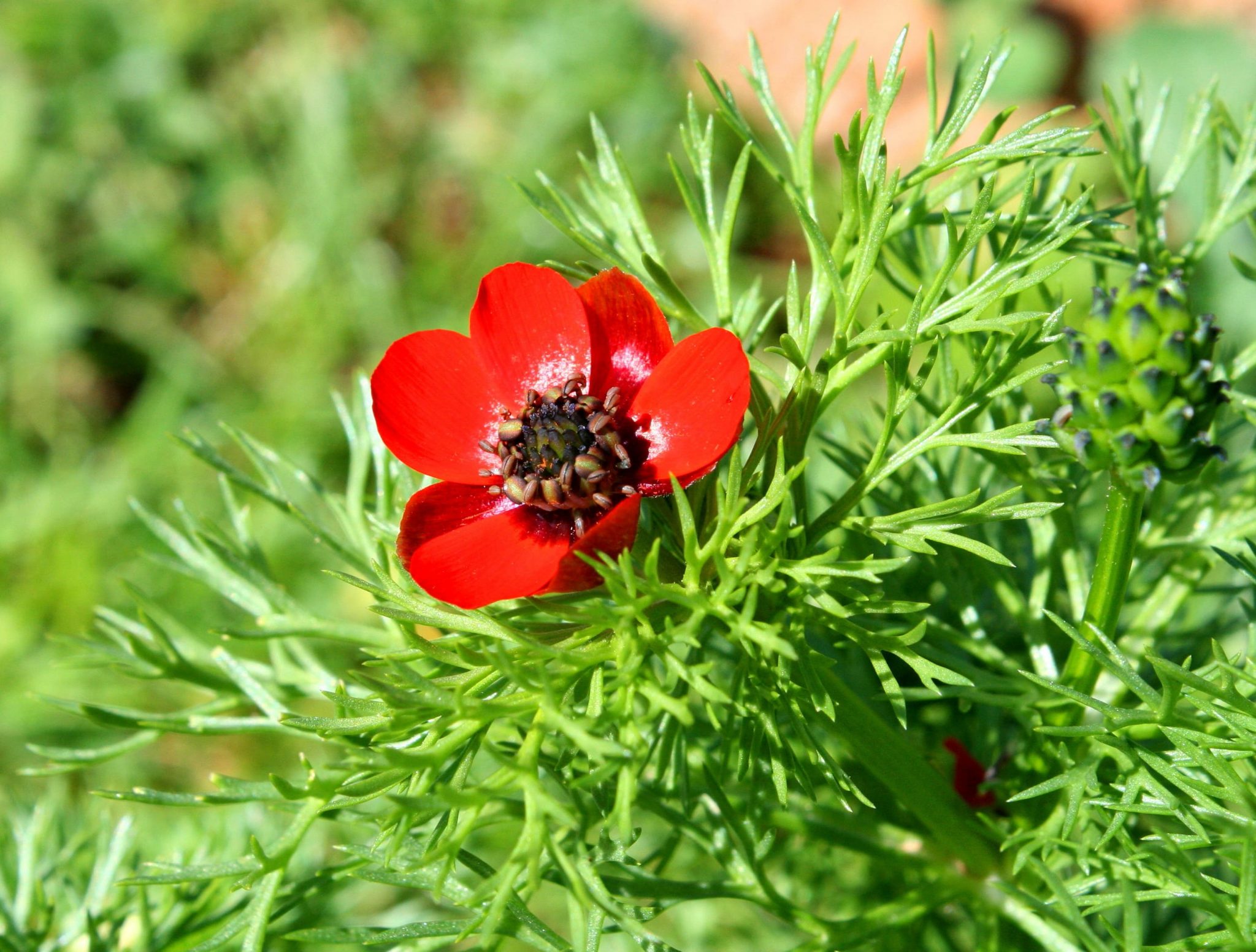 Ull de perdiu (Adonis annua) – Sa revist@ des Cap de setmana