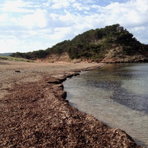 La naturaleza, uno de los argumentos para elegir la Isla. FOTO.- Archivo