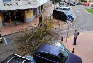 Una de las incidencias, la caída de este árbol en Mahón.