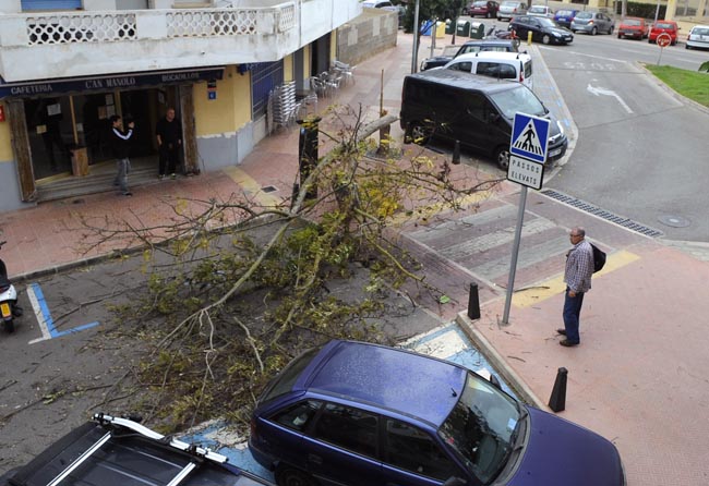 arbol caido por el fuerte viento en la calle san esteban de mao