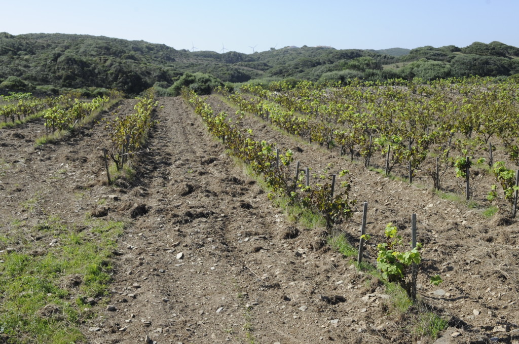 visita a la bodega sa cudia de es grau