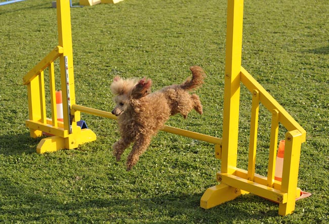 campeonato de agility de perros