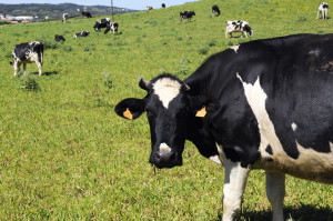 vacas zona es mercadal falda de monte toro