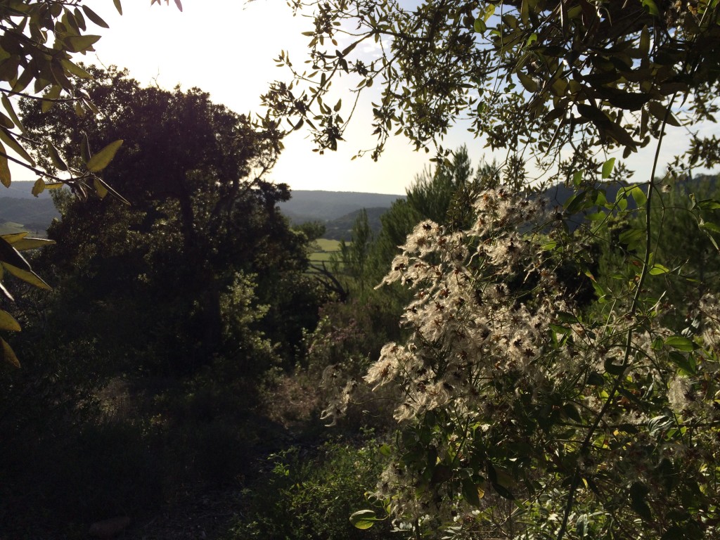 La contaminación también afecta a la vegetación.