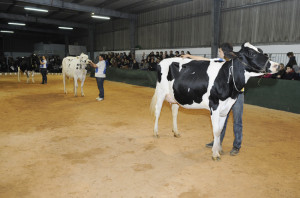 Imagen de las tres vacas finalistas para el título de Gran Campeona