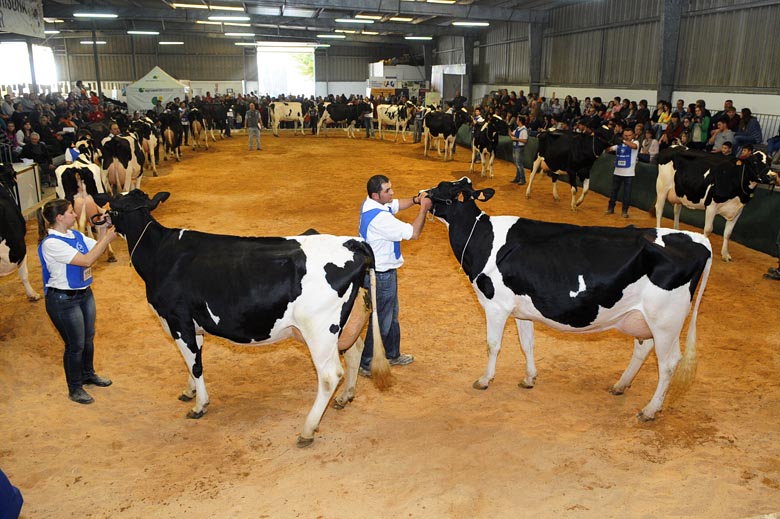 fira del camp de menorcaXXVIII concurso de ganado frisonpoligono la troixa de alaior