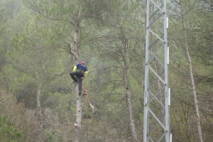 Labores de limpieza de masa forestal.