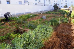 Parcelas ya cultivadas en la zona del Camí de Santa Maria. FOTO.- Archivo