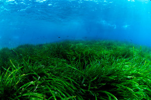 SCUBA-IBIZA-Posidonia-31