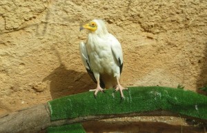 'Miloca' residente en el Centre de Recuperació de Fauna Silvestre.