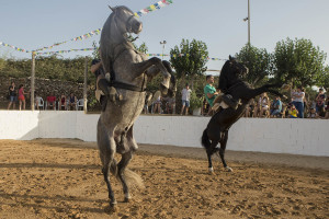 Caballos botando. FOTO.- KARLOS HURTADO