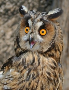 El centro está especializado en el auxilio de aves