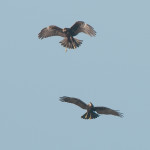 Dos ejemplares del en el cielo de Son Bou.- Foto.- Joan Florit