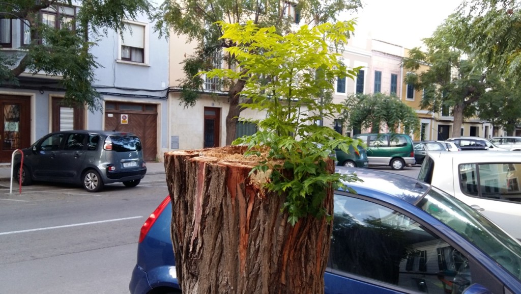 Pese a todo, y en todo lugar, la vida se abre camino. Imagen captada en el Passeig de Sant Nicolau de Ciutadella.