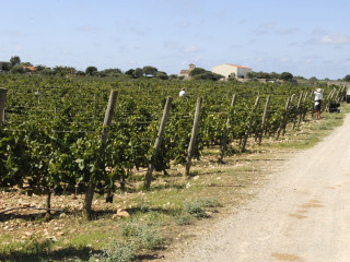 El vino  de Menorca salta a las redes sociales