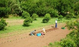 Imagen del proyecto 'Arbres d'Algendar' antes del temporal. Foto: Tomeu Truyol.