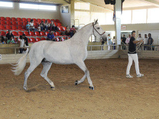 Fer Quebranto y Afilada  triunfan en Son Martorellet como caballos de raza española