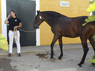 Fer Quebranto y Afilada  triunfan en Son Martorellet como caballos de raza española