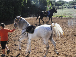 Fer Quebranto y Afilada  triunfan en Son Martorellet como caballos de raza española