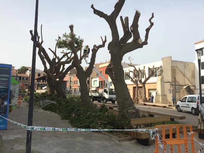 Así han quedado los árboles de la plaza (Fotos: Tolo Mercadal)