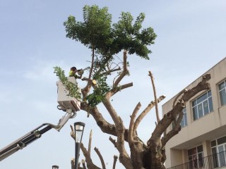 La nueva imagen de la plaza Miranda