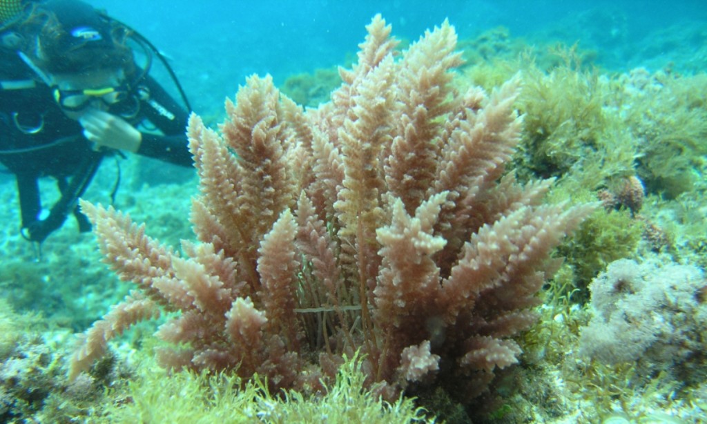 Asparagopsis taxiformis. Foto: Eduardo Infantes.