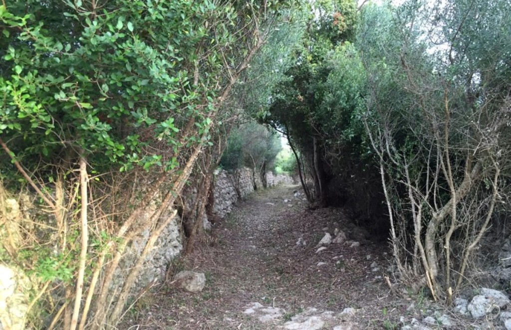 Así ha quedado el camino del Barranc de s'Oblegai tras ser desbrozado. Foto: Ajuntament de Alaior.