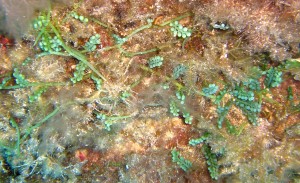 Caulerpa cylindracea. Foto: Jorge Terrados.