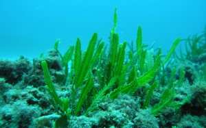 Caulerpa taxifolia. Foto: Eduardo Infantes.